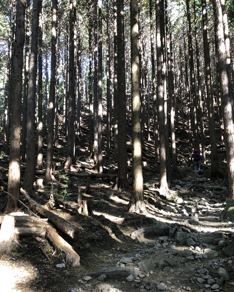 竜ヶ岳登山