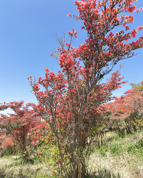 葛城山のつつじ