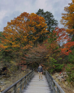 赤沢自然休養林
