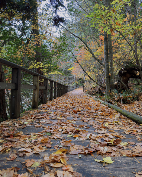 赤沢自然休養林