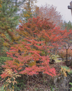 赤沢自然休養林