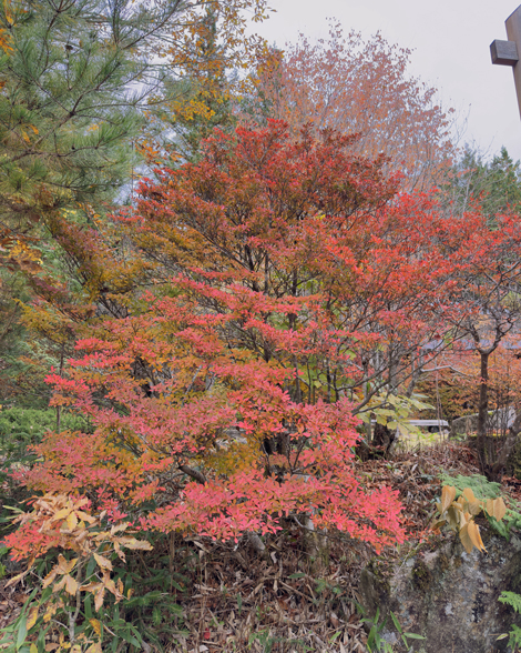 赤沢自然休養林