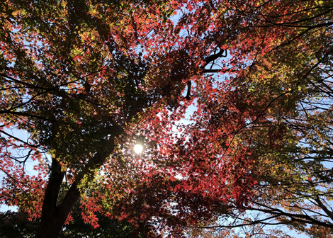 鶏足寺　紅葉