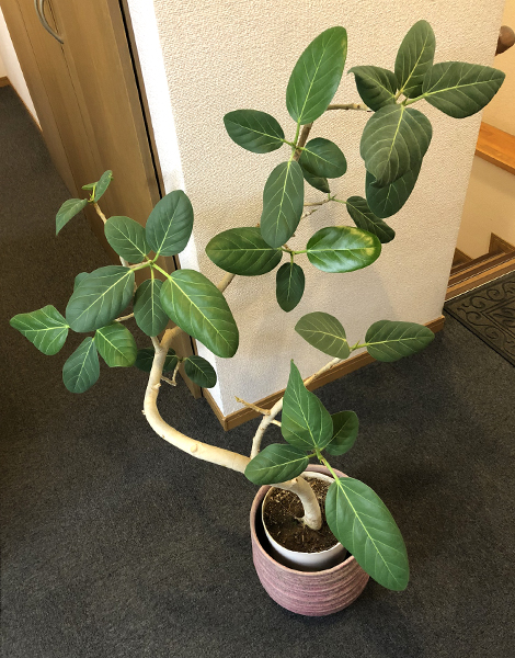 観葉植物の治療が成功しました☆