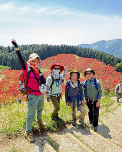 葛城山のつつじ