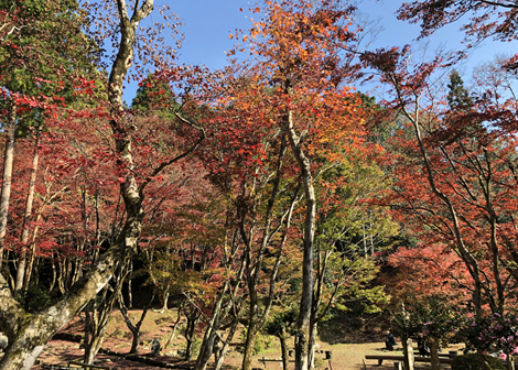 鶏足寺　紅葉