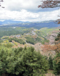 吉野山の桜
