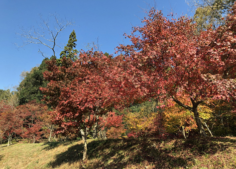 鶏足寺　紅葉