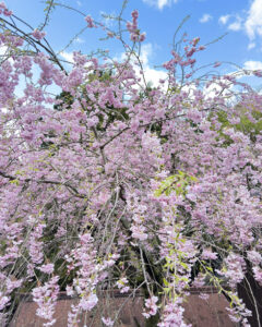 吉野山の桜