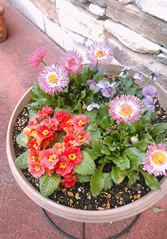 春を感じるお花を植えてお待ちしております☆彡