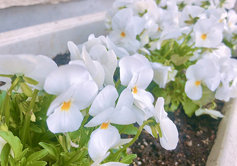 可愛いお花で気分アップ